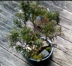 air layered bonsai